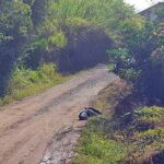 Abuelo asesinado Santa Isabel