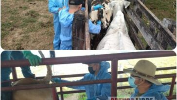Programa de prevención y erradicación de la brucelosis bovina en Tauramena