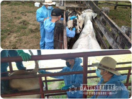 Programa de prevención y erradicación de la brucelosis bovina en Tauramena