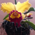 San Agustín recibe a turistas con exposición de orquídeas y artesanías 7 13 abril, 2022