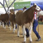 ¡Raza Simmental fue protagonista en Expomalocas 2022!