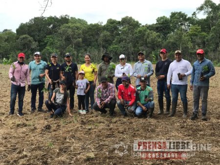 270 mil árboles sembró Cormacarena en viveros comunitarios