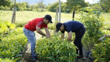 500 árboles protegerán en el jarillón que protege la vereda Elvecia