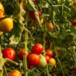Campesinos califican como un hecho histórico el alto precio del tomate