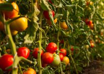 Campesinos califican como un hecho histórico el alto precio del tomate