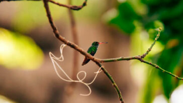 Cesar es potencia para Colombia  en el avistamiento de aves