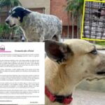 «Comenzamos a recibir quejas de los vecinos»: Centro comercial se pronunció por caso «Luna», perra que aun no aparece