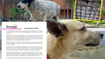 «Comenzamos a recibir quejas de los vecinos»: Centro comercial se pronunció por caso «Luna», perra que aun no aparece