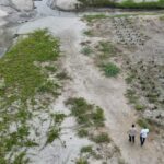 Con siembra de uva playera, buscan frenar erosión de mar en Ciénaga
