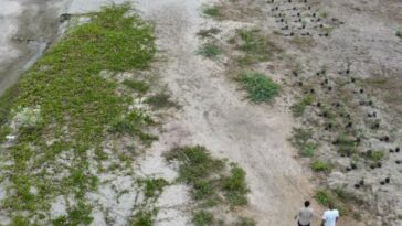 Con siembra de uva playera, buscan frenar erosión de mar en Ciénaga