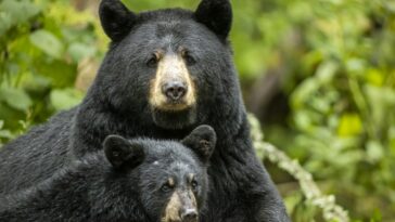 Confirman la presencia de osos de anteojos en el Valle de Tenza