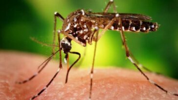 Declaran alerta epidemiológica por dengue en Sucre