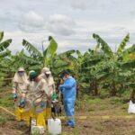 El ICA capacitó a profesionales de Asohofrucol en el manejo de enfermedades del plátano en Arauca