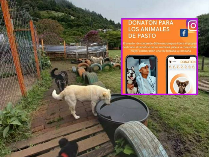 Gran donatón por los animales de Pasto, está liderada por un reconocido influencer