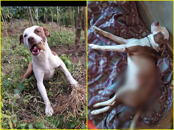 Nariño: Oscar pide ayuda, sujeto le disparó a su perro y se debate entre la vida y la muerte