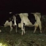 Preocupación en Guachucal por el constante robo de reses de ganado