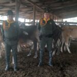 Recuperan bovinos hurtados en zona rural de El Paso