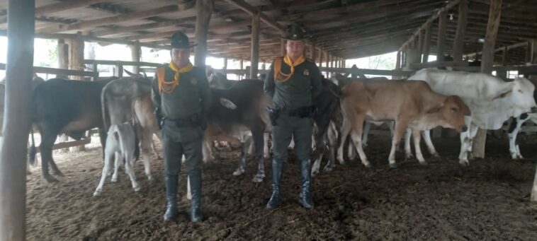 Recuperan bovinos hurtados en zona rural de El Paso