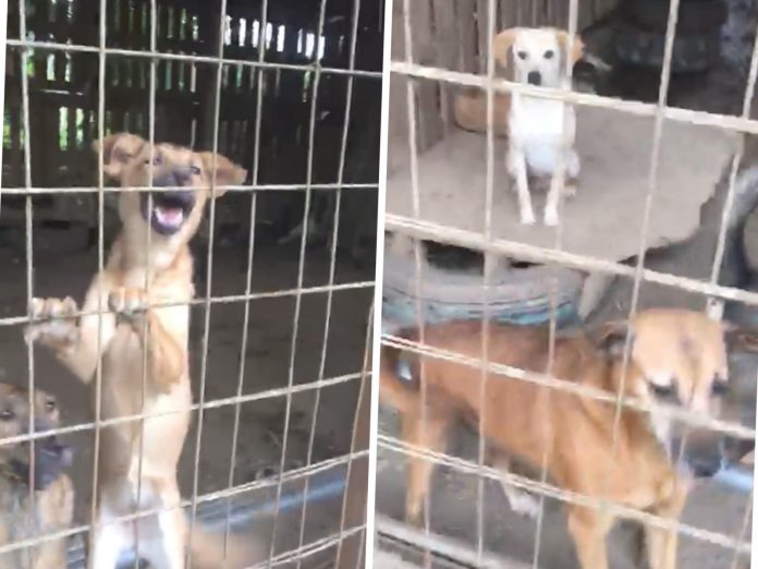 Salen y los dejan fuera de la puerta: un refugio en Buga al borde del colapso, hay tantos animales que alimentarlos "es una tarea imposible"