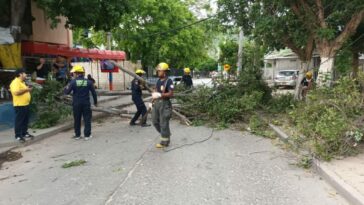Se cayó rama de un árbol en Los Obreros