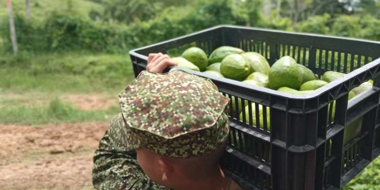 Sucre | Armada de Colombia aporta logística para sacar productos agrícolas en zonas de difícil acceso