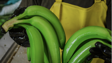 V Edición del Foro Bananero 2022: ‘Avances del sector para una producción sostenible’
