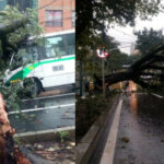 VIDEO: Cayó un árbol sobre un bus en el barrio El Salvador de Medellín