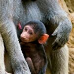Zoológico de Cali celebra la llegada de un nuevo miembro a la familia de los babuinos