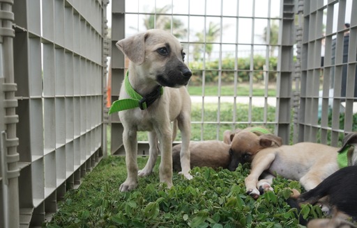 ‘Adoptar es Salvar’, campaña distrital que busca hogares responsables para animales en condición de calle 