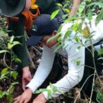 800 árboles fueron sembrados en zona rural de Supía