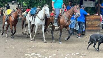 Arrieros del Parque Tayrona se niegan a dejar de trabajar con sus caballos