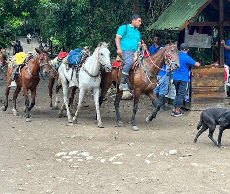 Arrieros del Parque Tayrona se niegan a dejar de trabajar con sus caballos