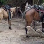 Arrieros del Tayrona se rehúsan a dejar los paseos en caballos