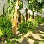 Bananeros se ´blindan´ para prevenir el ´hongo asesino´