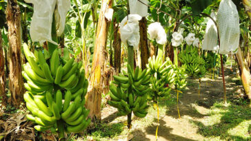 Bananeros se ´blindan´ para prevenir el ´hongo asesino´