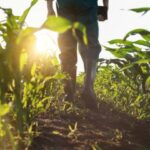 Banco Agrario lanzó seguro paramétrico agropecuario: en qué consiste