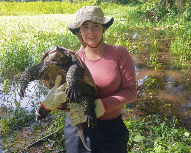 Biólogos de la CRQ analizan supervivencia de la tortuga pimpano