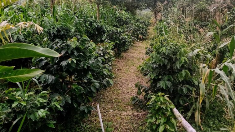 Campaña para la conservación del suelo en las fincas cafeteras de Caldas