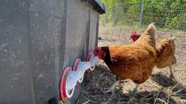 Cómo el pollo que come aumentó de tamaño un 400 % en 50 años