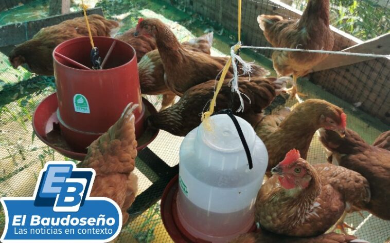 Comunidades PDETE de Carmen del Darién y Riosucio en Chocó, le apuestan a la reactivación económica con proyecto avícola.