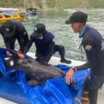 Corpamag libera los dos delfines rescatados en Tasajeras