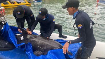 Corpamag libera los dos delfines rescatados en Tasajeras