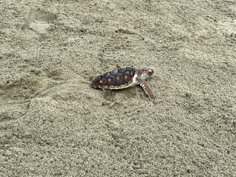 Corpamag y Acuario continúan trabajando por la conservación de las tortugas marinas