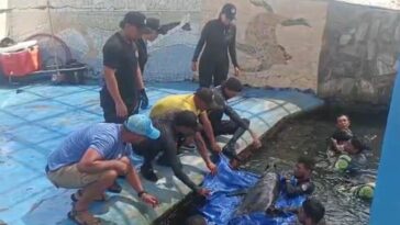 Corpamag y Acuario rescataron dos delfines en Tasajeras  
