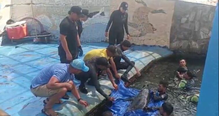 Corpamag y Acuario rescataron dos delfines en Tasajeras  