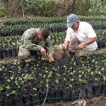 Ejército brinda apoyo en zonas cafeteras del Tolima