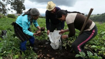El 11,1% de los campesinos en Colombia están desempleados