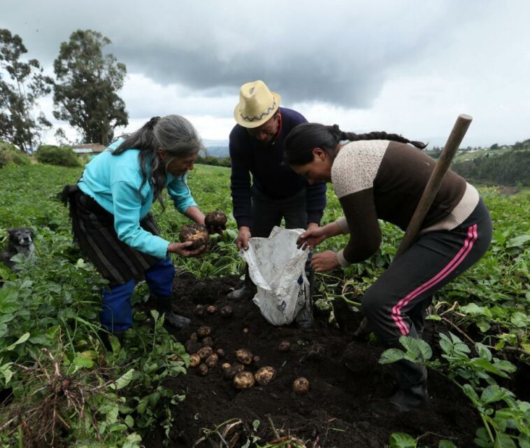 El 11,1% de los campesinos en Colombia están desempleados