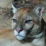 El Puma es el nuevo Presidente del Zoológico de Barranquilla
