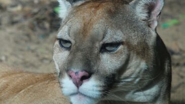 El Puma es el nuevo Presidente del Zoológico de Barranquilla